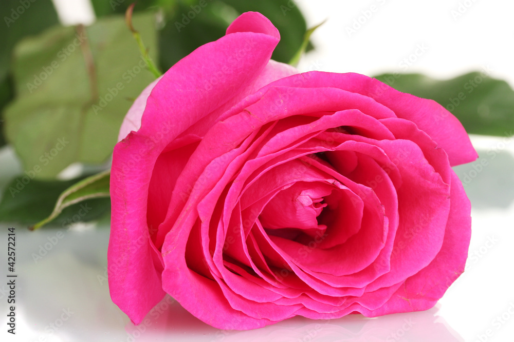 beautiful pink rose on white background close-up beautiful pink rose on white background close-up