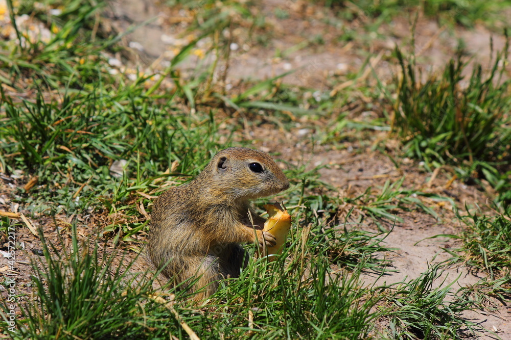 a Squirrel a Squirrel