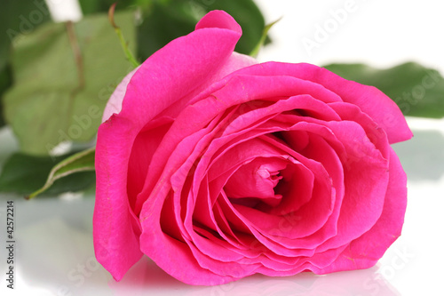 beautiful pink rose on white background close-up
