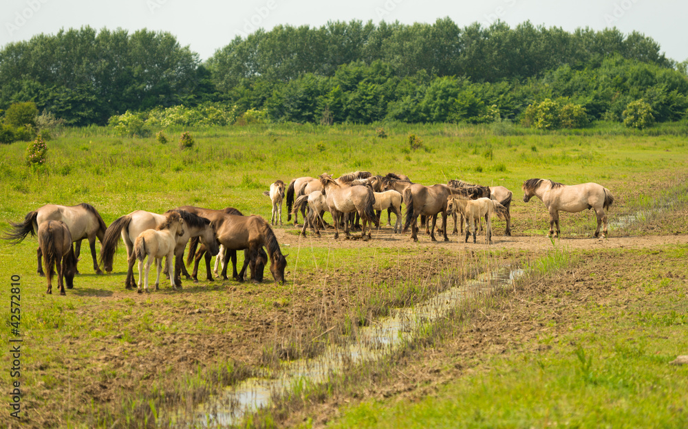Herd of Konik horses in sunlight
