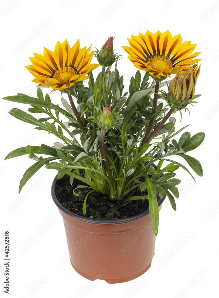Obraz premium Seedling of exotic flower