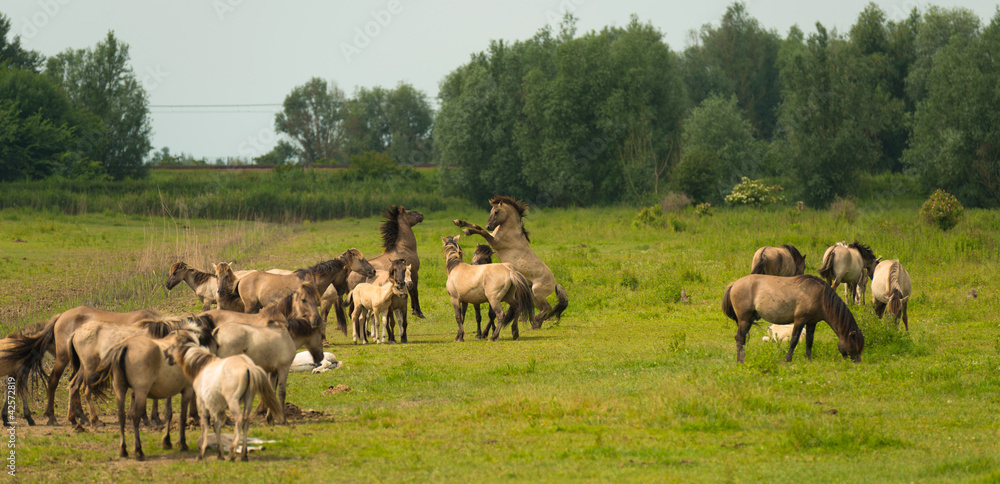 Herd of Konik horses in sunlight Herd of Konik horses in sunlight