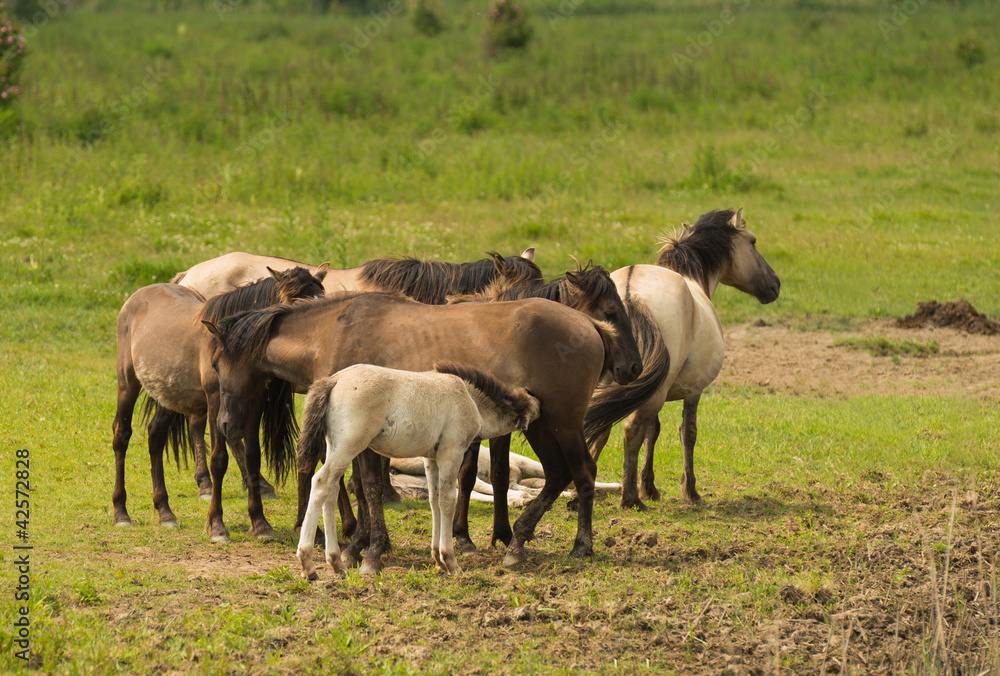 Herd of Konik horses in sunlight Herd of Konik horses in sunlight