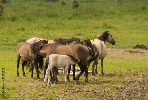 Herd of Konik horses in sunlight