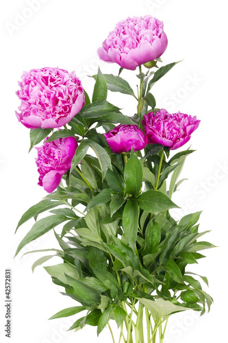 Fototapeta Naklejka Na Ścianę i Meble -  Big bush of the pink peonies