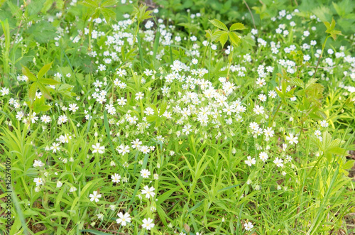 wild white flowers spring background