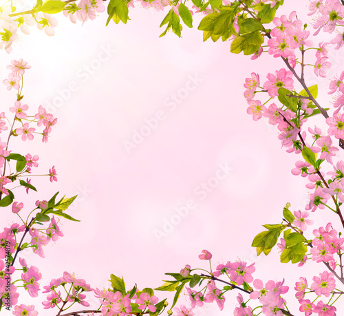 cherry-tree flowers frame on pink © Alexander Potapov