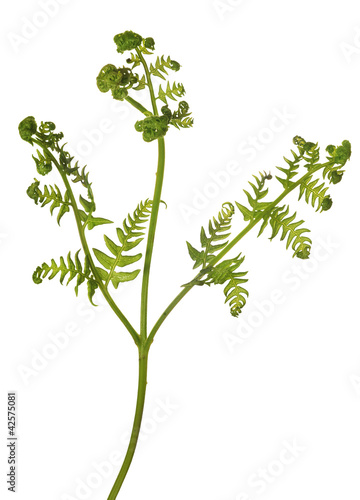 spring green young fern on white