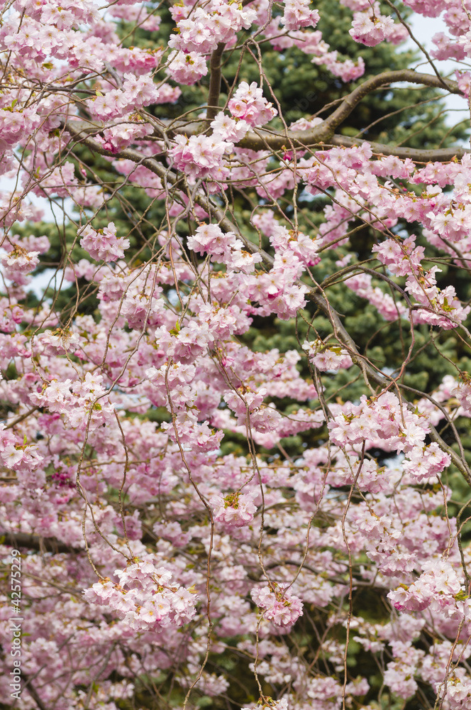 Ornamental cherry tree in Spring