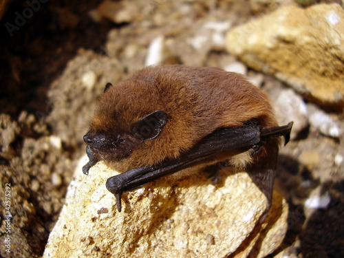 Pipistrelle Bat (Pipistrellus pipistrellus) on a stone photo