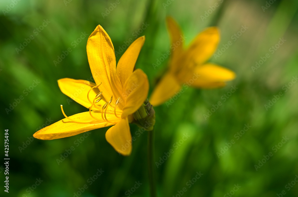 daylily (Hemerocallis) over green grass background daylily (Hemerocallis) over green grass background