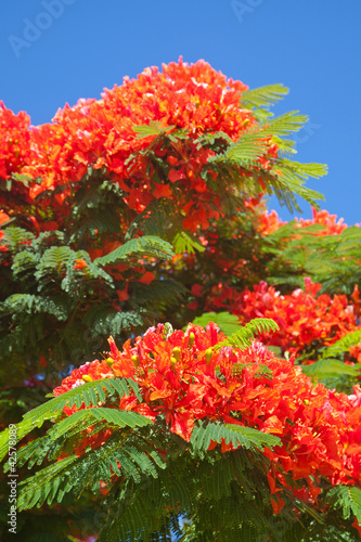 Delonix regia photo