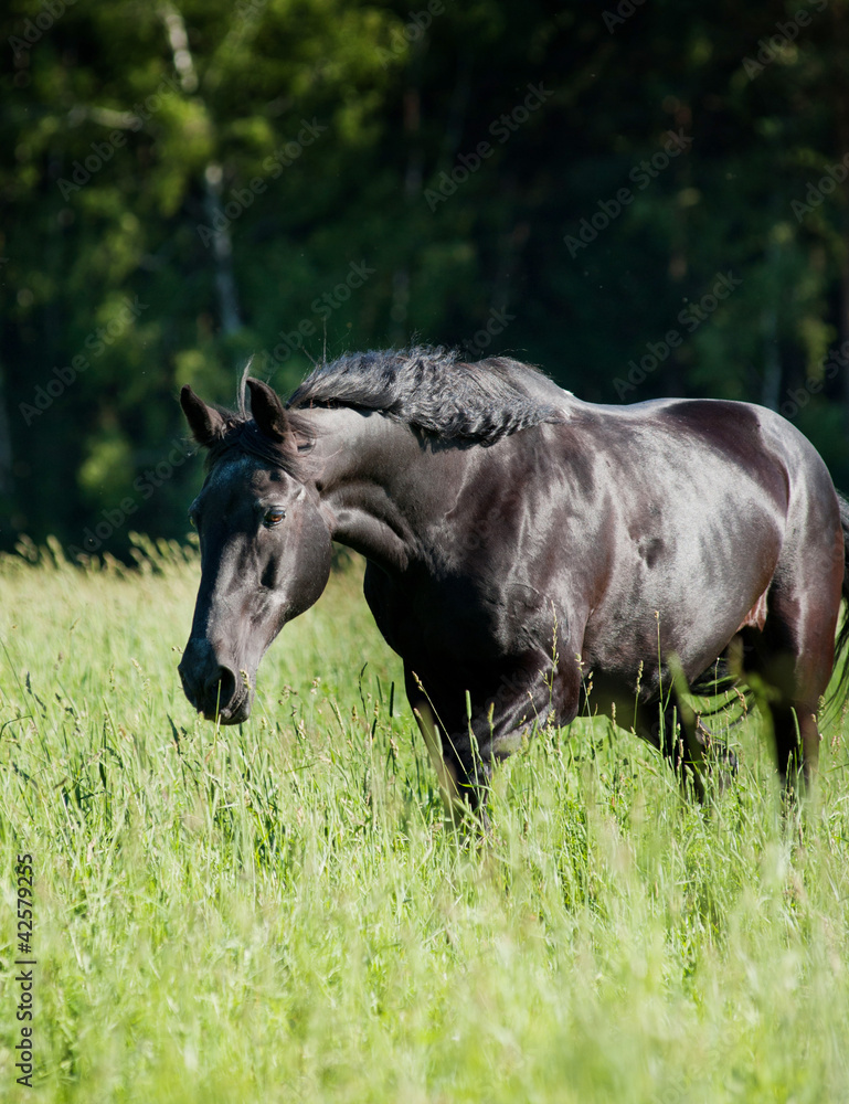 Fototapeta premium black horse