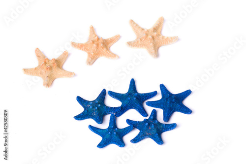 Dark blue and beige starfishes on a white background