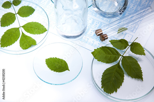 Floral science in laboratory  photo