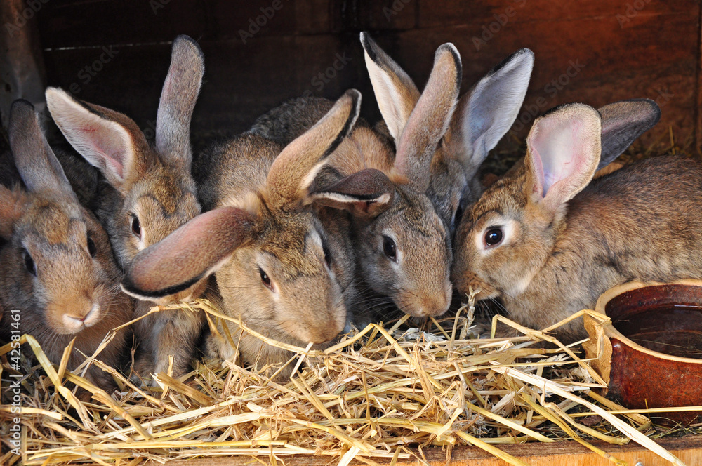 Fototapeta premium Feeding rabbits on farm