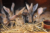 Feeding rabbits on farm