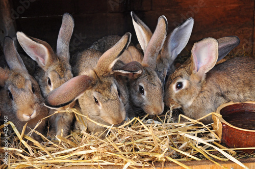 Fototapeta Feeding rabbits on farm