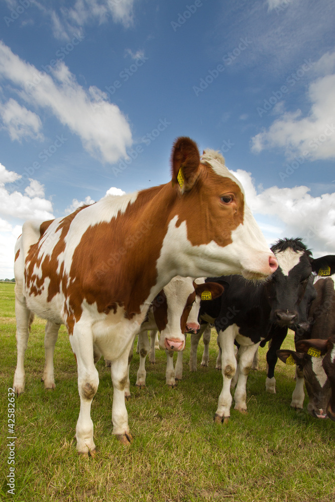 Close up of a Dutch cow