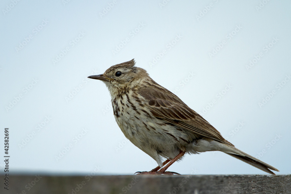 A meadow pipit on a pile A meadow pipit on a pile