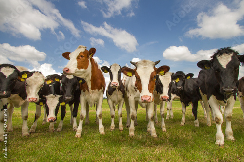Team of Dutch cows © Menno Schaefer