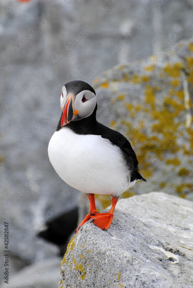 Fototapeta premium Stand Alone Puffin