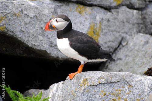 Puffin in Rocky Habitat