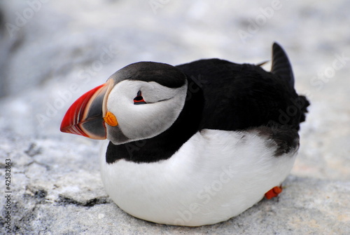 Laying Atlantic Puffin on Machias photo