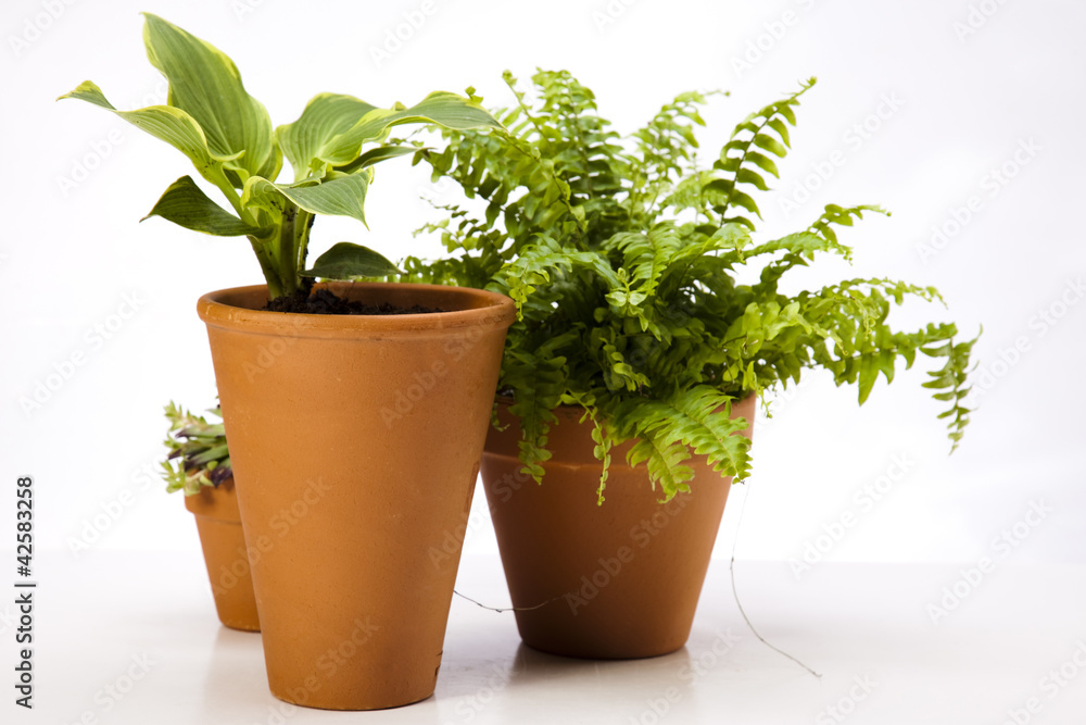 Gardening time, garden Gardening time, garden
