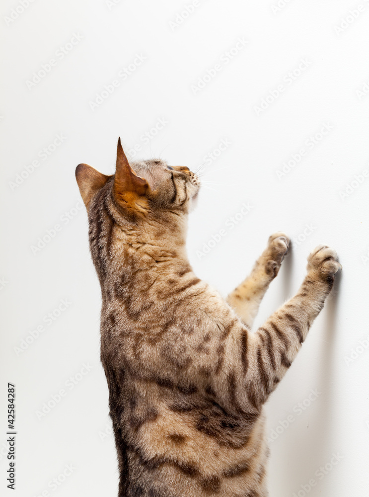 A bengal kitten stock photo sold on Adobe Stock for $33