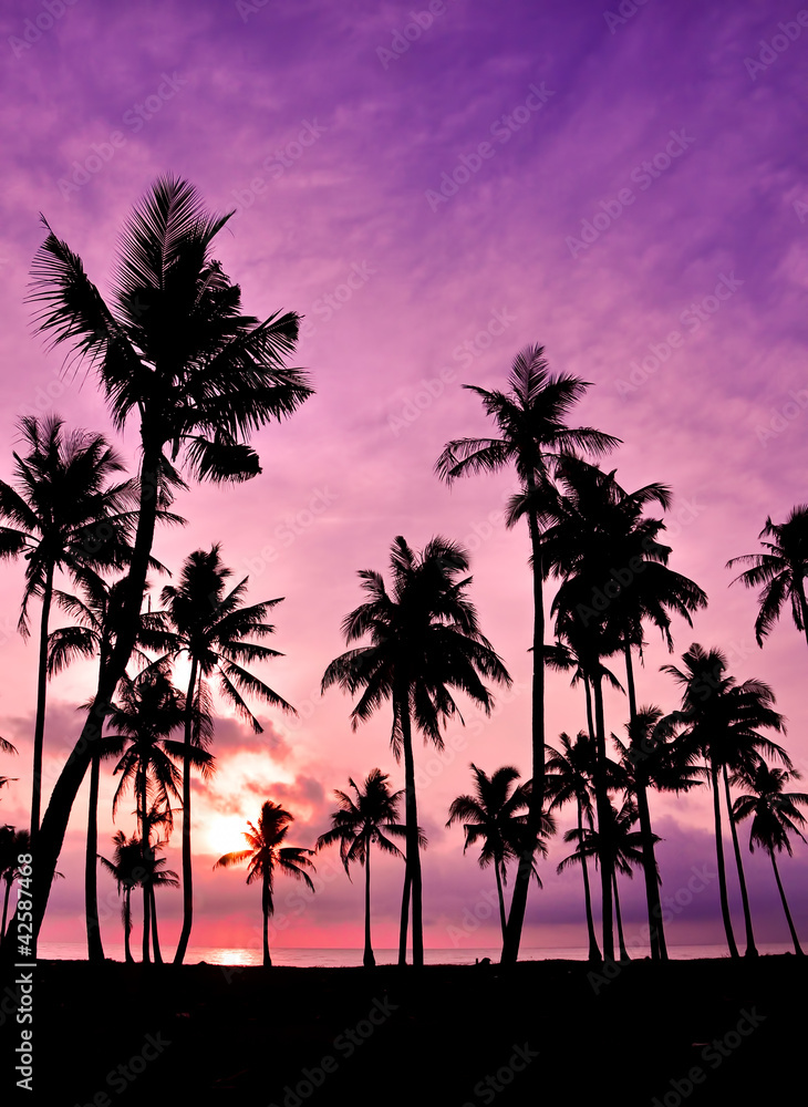 Obraz premium Silhouetted of coconut during sunset