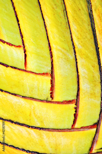 Pattern of banana stem