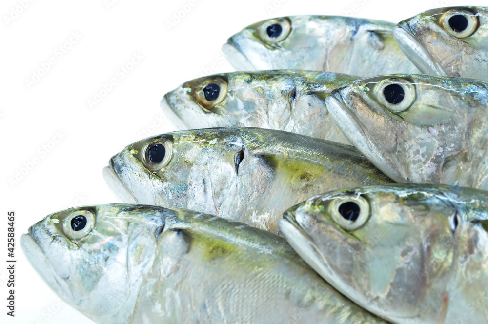 Close up fresh mackerel fish