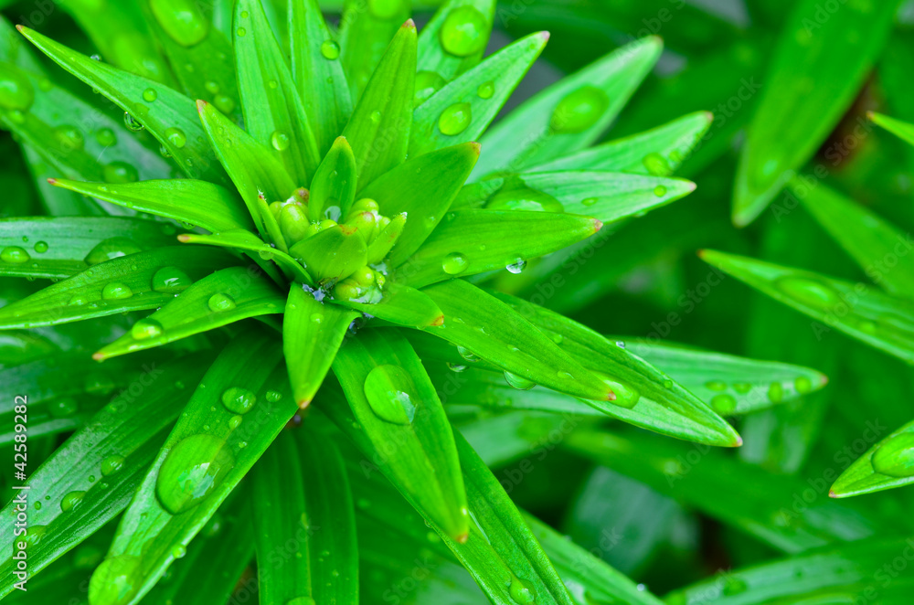 Close up of fresh green foilage after the rain. Close up of fresh green foilage after the rain.