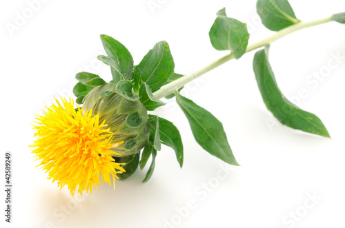 Fototapeta Naklejka Na Ścianę i Meble -  横向きの1本のベニバナの花