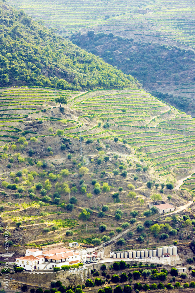 vineyars in Douro Valley, Portugal