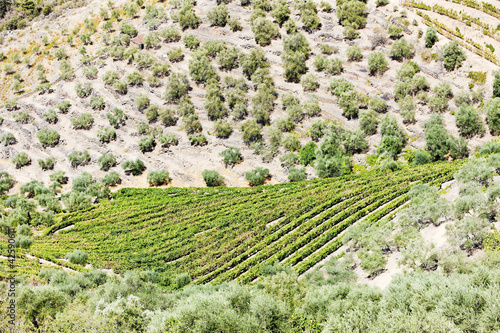 vineyars in Douro Valley, Portugal photo