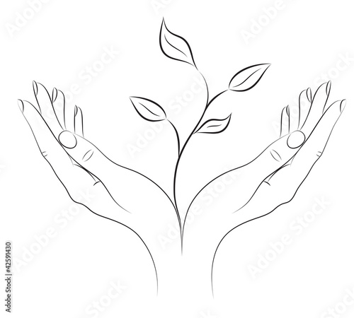Young plant in female hands.