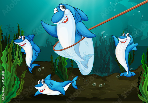 shark fish
