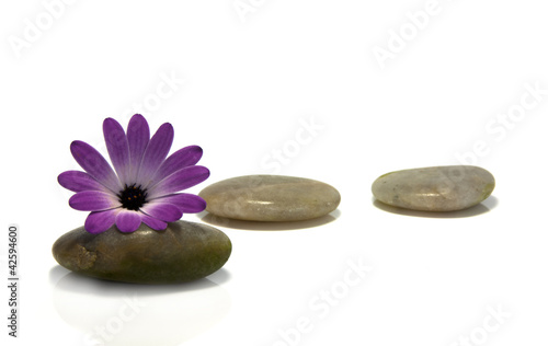 rocks with pink flower