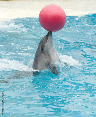 Performing dolphin with red ball