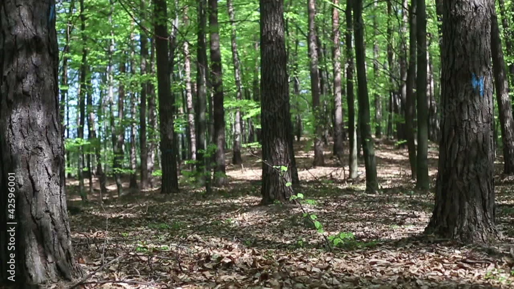 Young woman jogging in the forest, slow motion, dolly shot Young woman jogging in the forest, slow motion, dolly shot