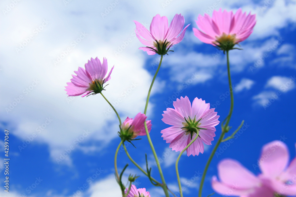 Cosmos Cosmos