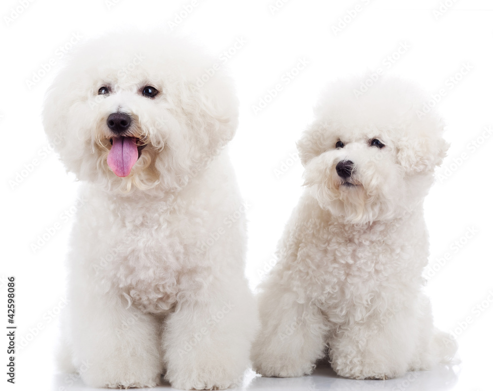 two curious bichon frise puppy dogs two curious bichon frise puppy dogs