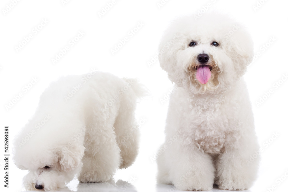 two curious bichon frise puppy dogs,