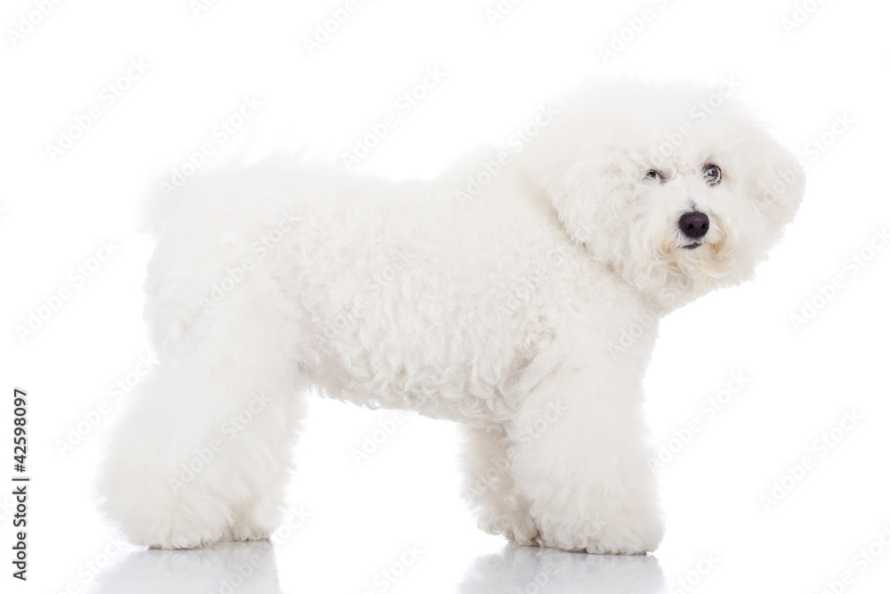 beautiful bichon frise puppy dog standing