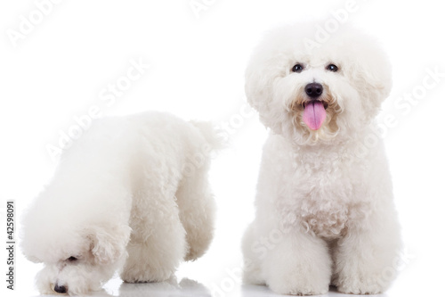 Billede på lærred two curious bichon frise puppy dogs,