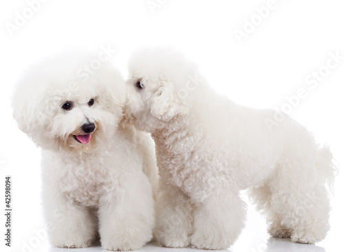 Fotografiet bichon frise puppy dogs playing