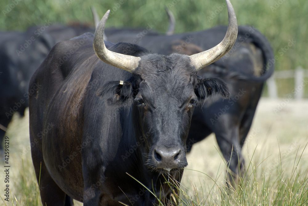 Taureau (de Camargue) Taureau (de Camargue)