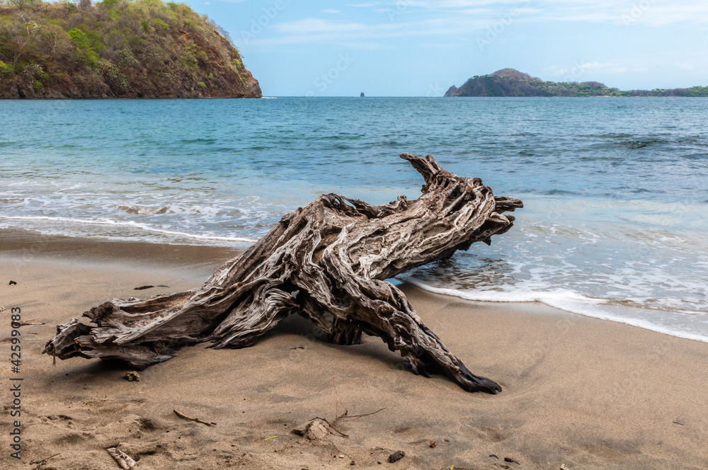 Driftwood on the beach in the shape of the animal